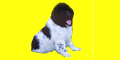 PET SHOP DR DOGGY
