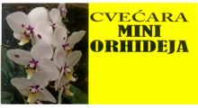 CVEĆARA MINI ORHIDEJA